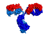 Antibody