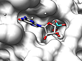 Ligand Binding